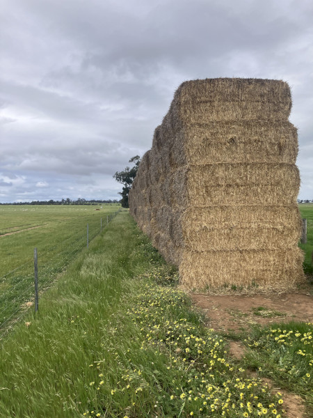 200 x Barley Straw 420kg 8x4x3 bales