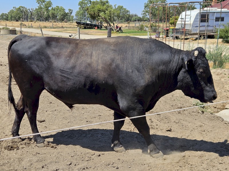 Wagyu herd