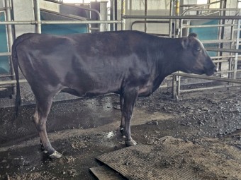Wagyu herd