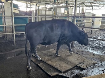 Wagyu herd