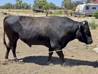 Wagyu herd