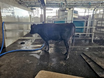 Wagyu herd