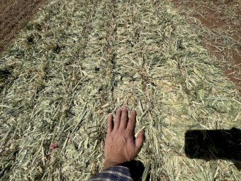 300mt Barley-Vetch Hay 690-700kg 8x4x3 Bales