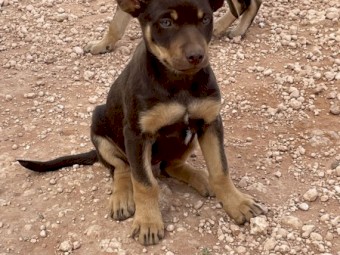 Kelpie pups for sale