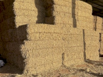 90mt Barley Straw 480kg 8x4x3 Bales