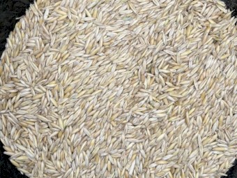 Yallara Oats