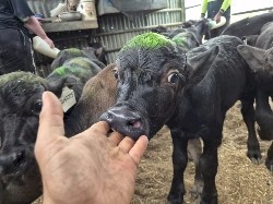 Buffalo Bull Calves 