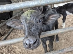 Buffalo Bull Calves 