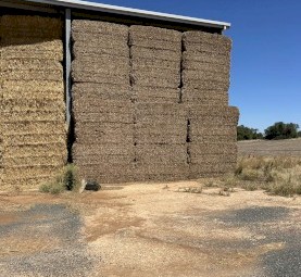 150mt Vetch Hay 600kg 8x4x3 Bales