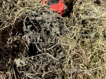 Sub Clover Hay