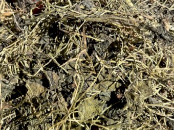 Sub Clover Hay