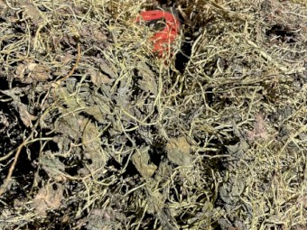 Sub Clover Hay