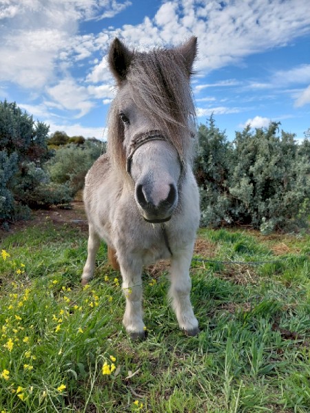 Little pony. White.