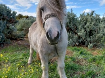 Little pony. White.