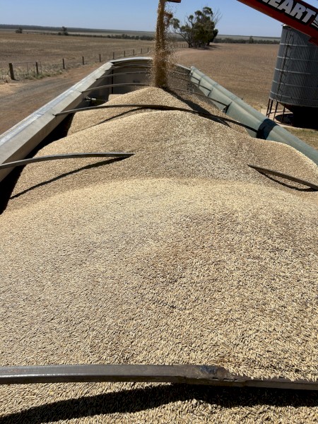 Wallaby Oat Seed 200t available