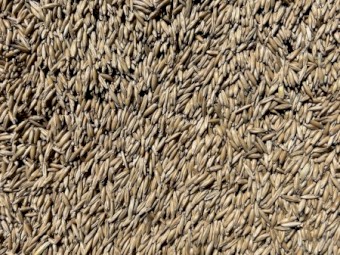 Wallaby Oat Seed 200t available