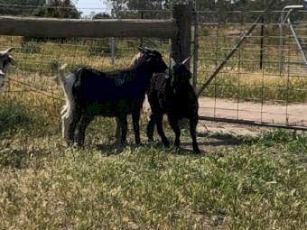 Goats Mixed Sex