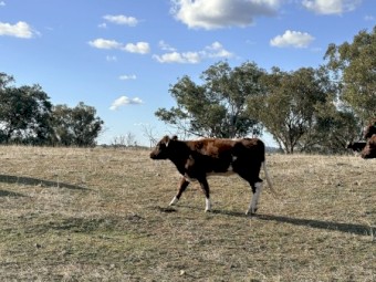 WANTED Cattle Agistment/Lease