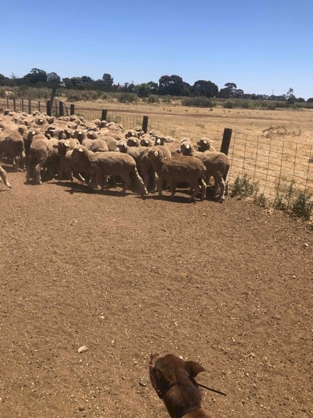 145 Merino ewe lambs