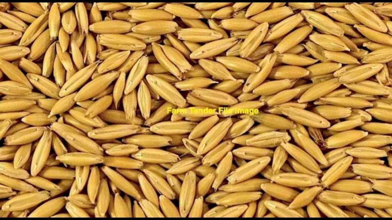 50mt Feed Oats