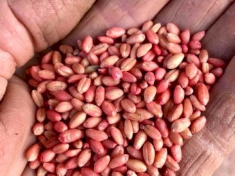 Dual Purpose Wheat Seed
