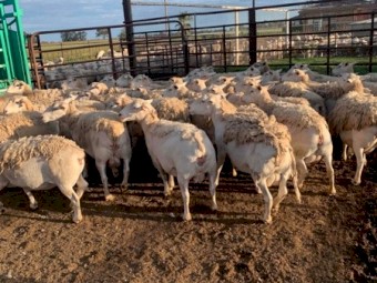 Aussie whites 