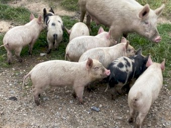 Pigs and piglets