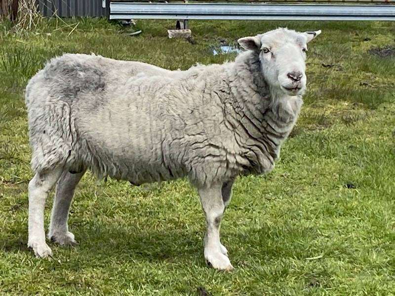 Ram Wiltypole