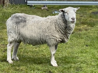 Ram Wiltypole