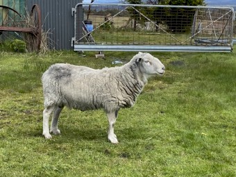 Ram Wiltypole