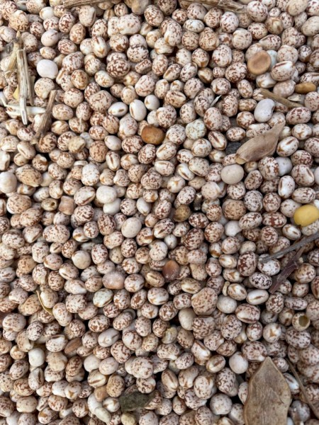 220mt Lupins