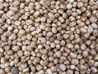 220mt Lupins