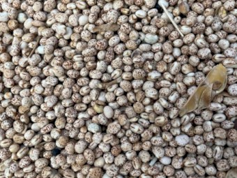 220mt Lupins