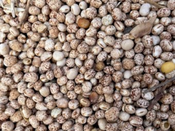 220mt Lupins