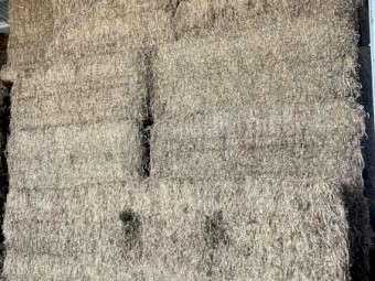 Vetch hay
