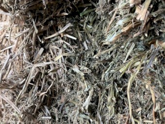 Vetch hay