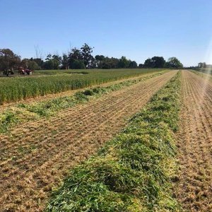 C. Pearce Contracting - Cut - Rake - Steam - Bale  - Stack - Cart 