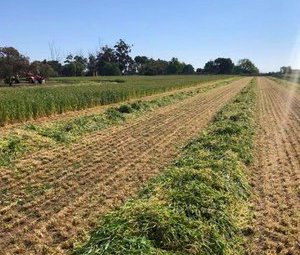 C. Pearce Contracting - Cut - Rake - Steam - Bale  - Stack - Cart 