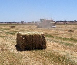 Warrick Hay & Grain - Hay, Grain & Storage